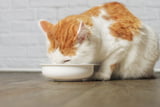 Bei Durchfall und Erbrechen Katzen schonend gesund füttern